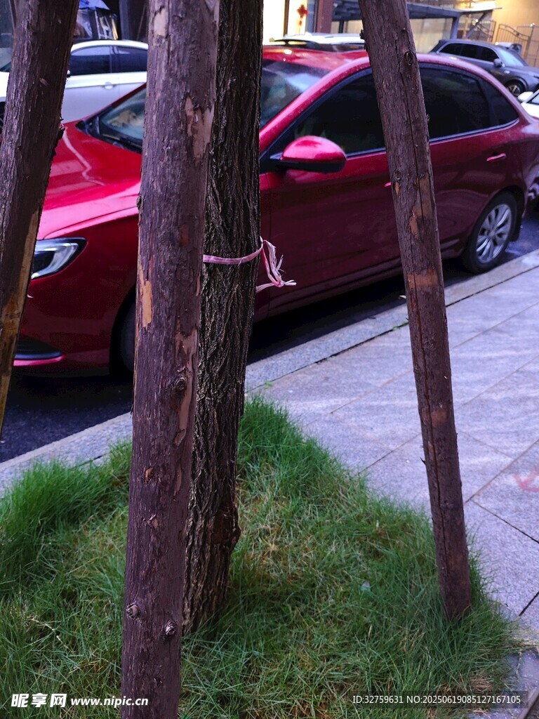 路邊樹木旁的紅色轎車