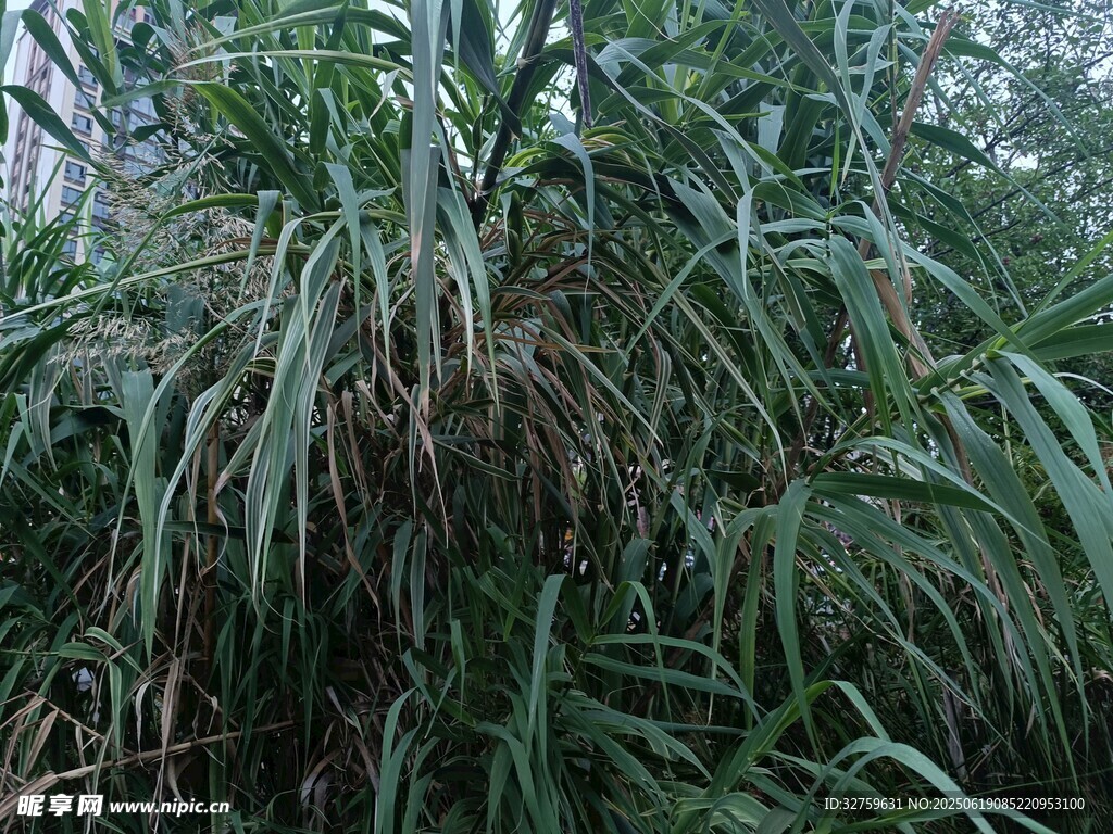 茂密叢生的綠色植物