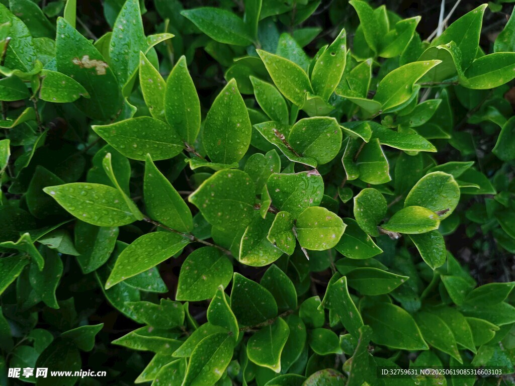翠綠繁茂的植物葉片