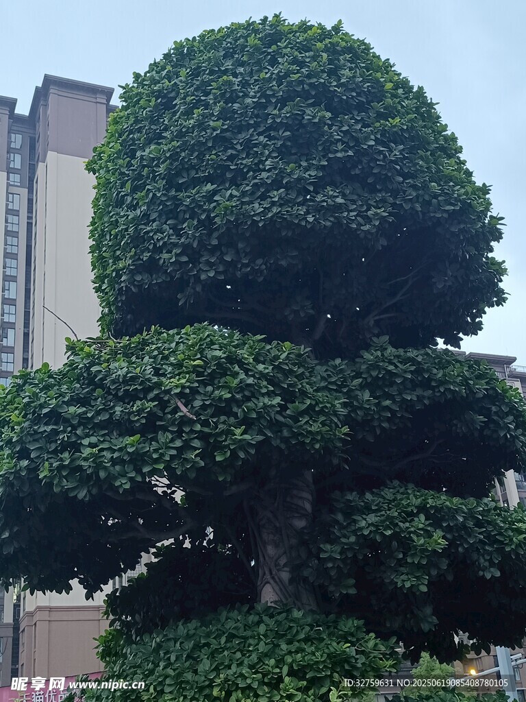 造型獨特的大型綠植盆景