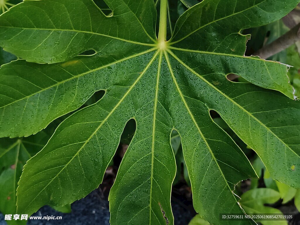 大葉片植物特寫(xiě)
