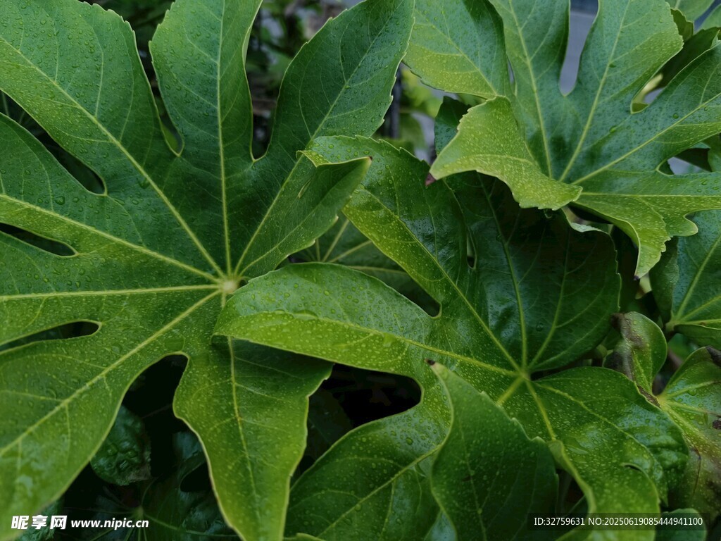 翠綠掌狀葉片植物特寫
