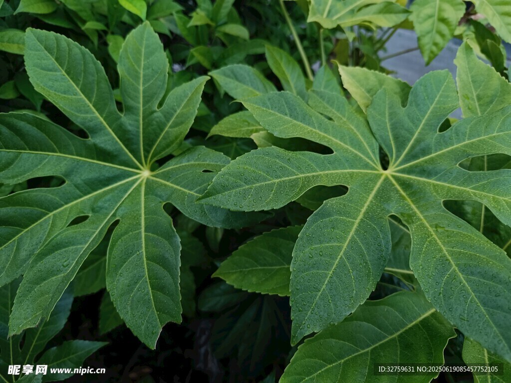 大葉片綠植特寫