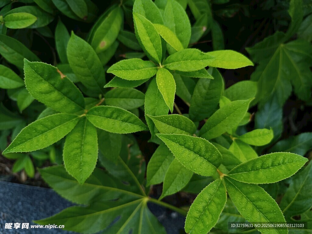 翠綠葉片特寫