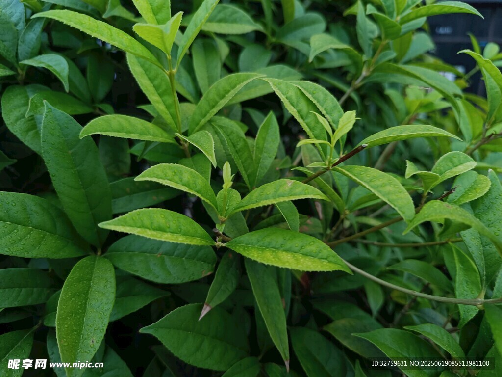 翠綠繁茂的植物葉片