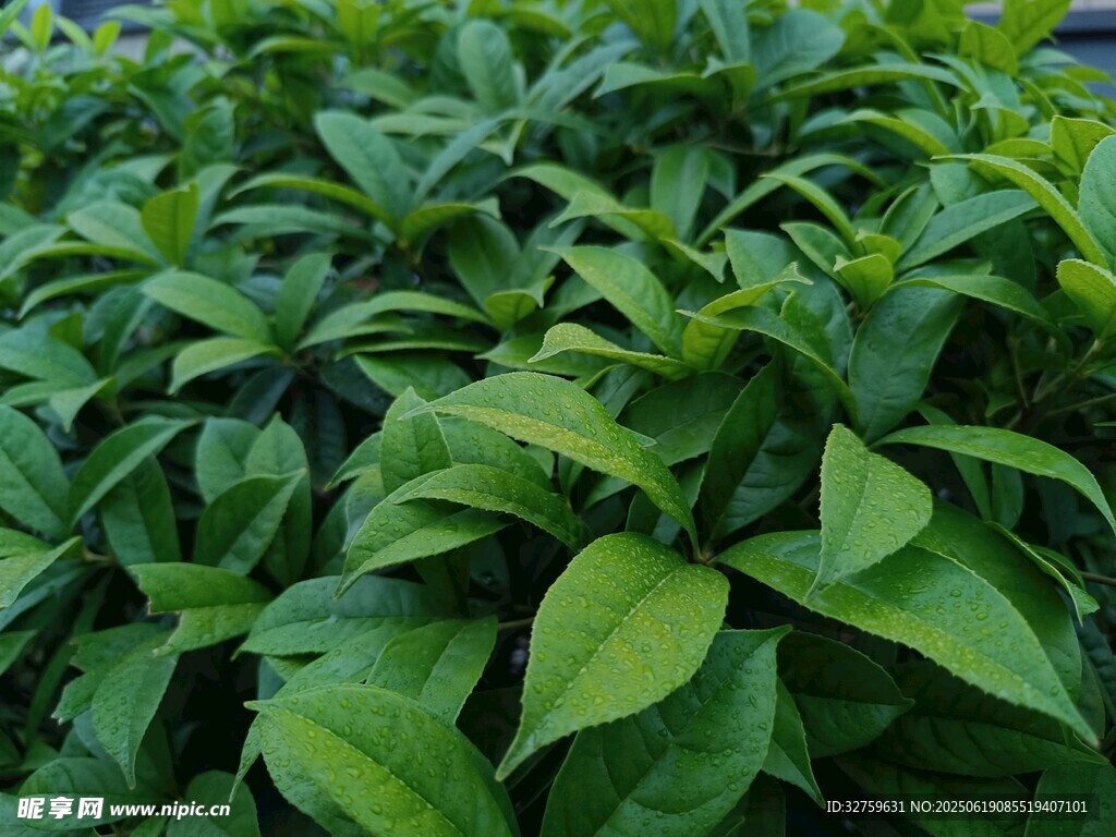 茂盛綠葉植物景觀