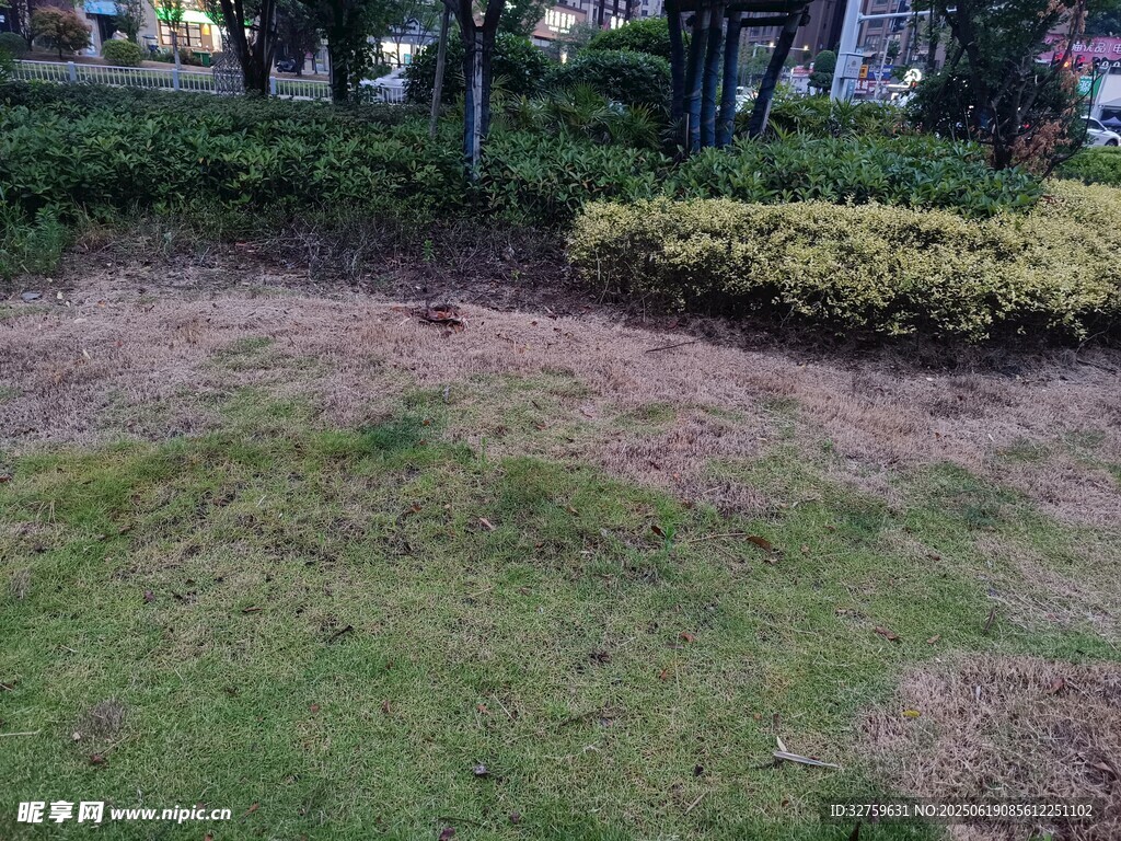 戶外草地與綠植景觀