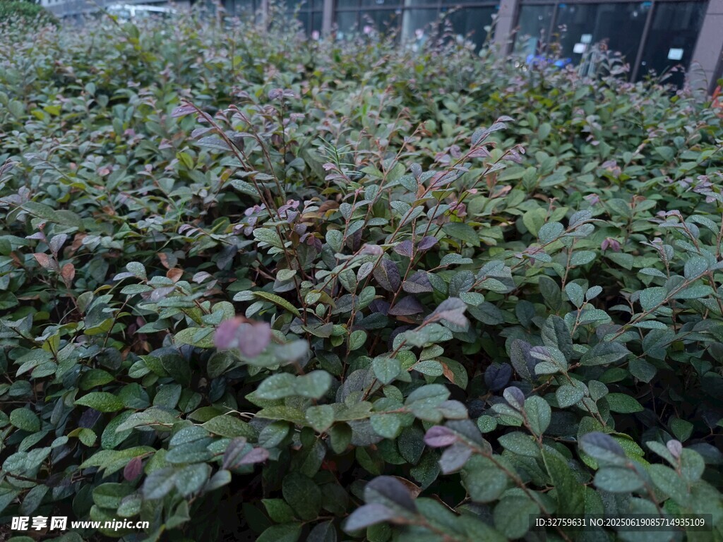 綠葉繁茂的植物景觀