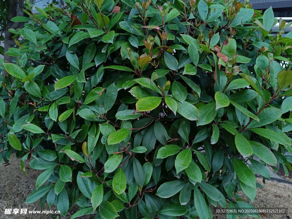 茂盛綠植葉片翠綠繁茂
