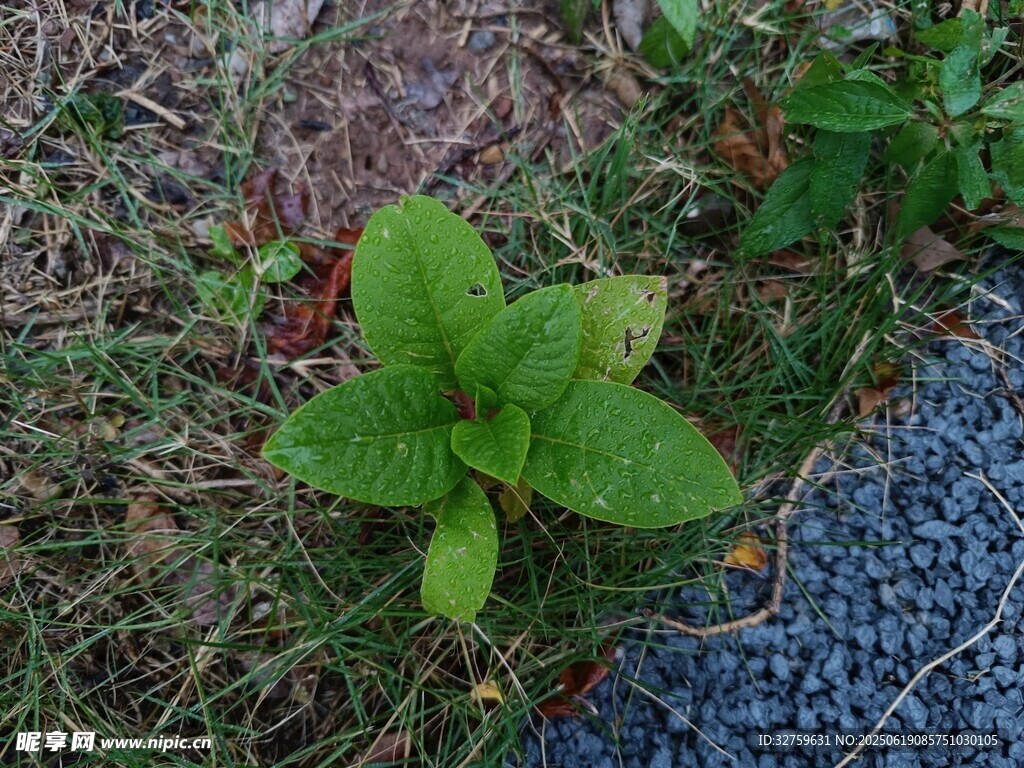 草地上的嫩綠植物