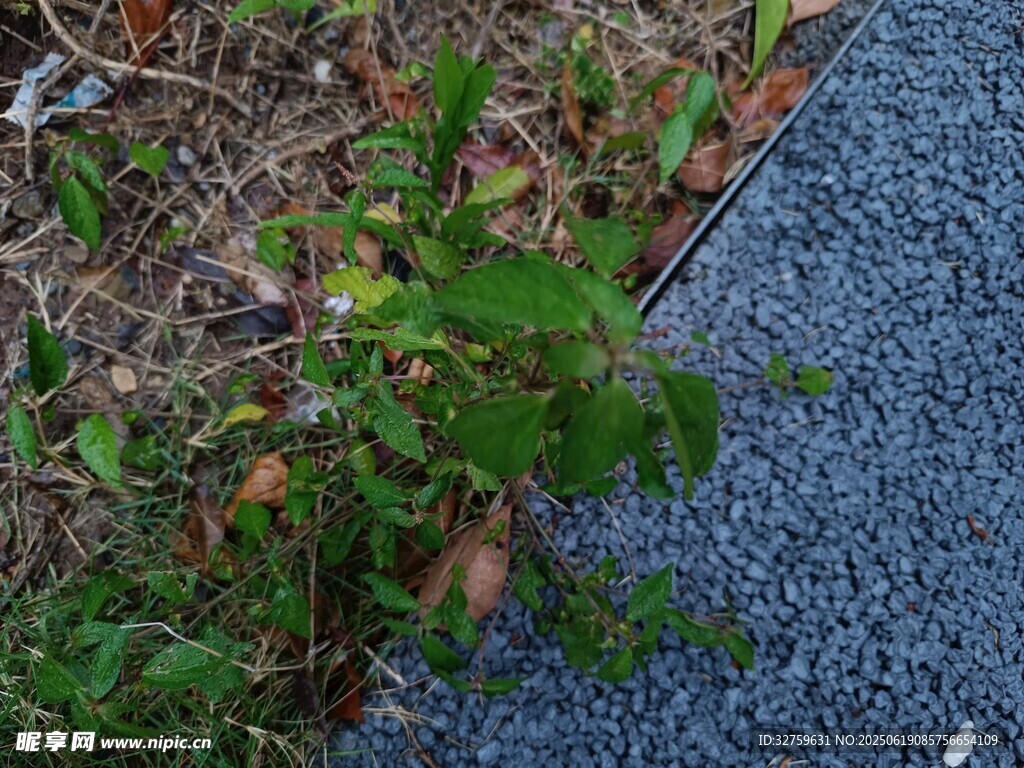 路邊綠植與碎石景觀