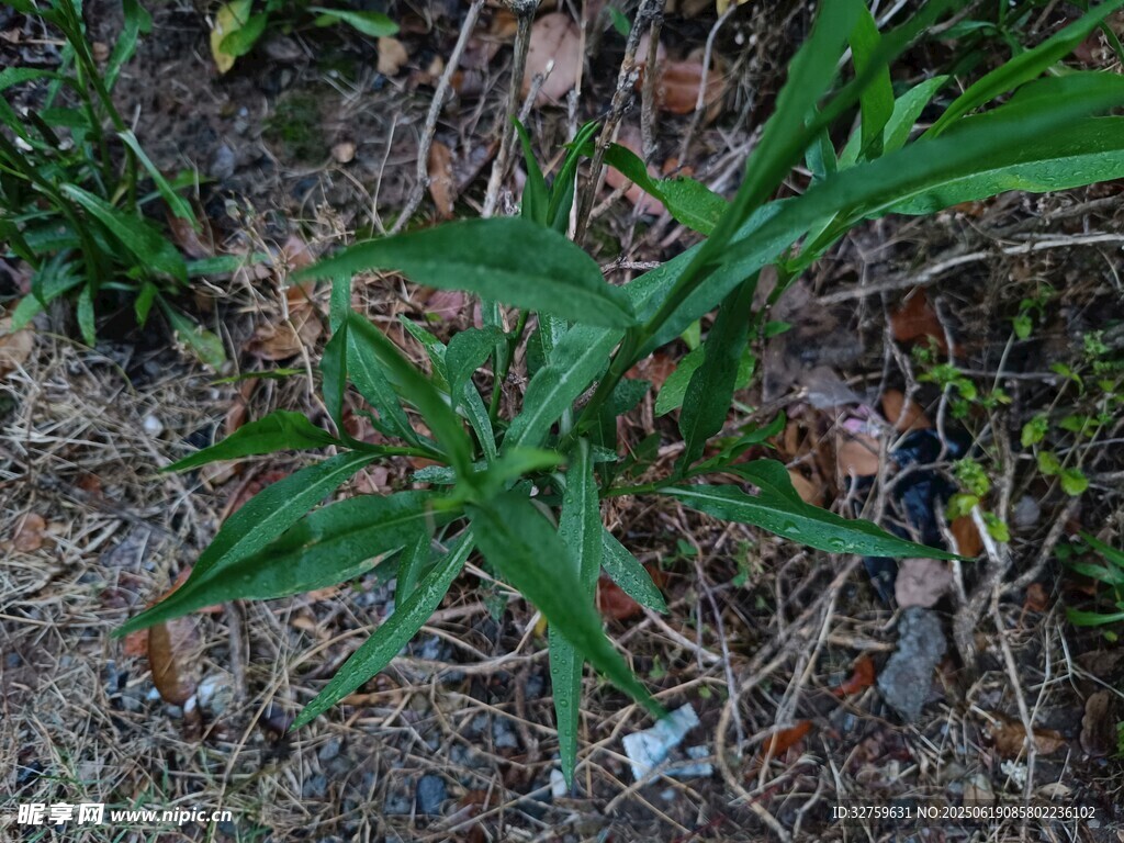 綠葉植物生長于泥土間