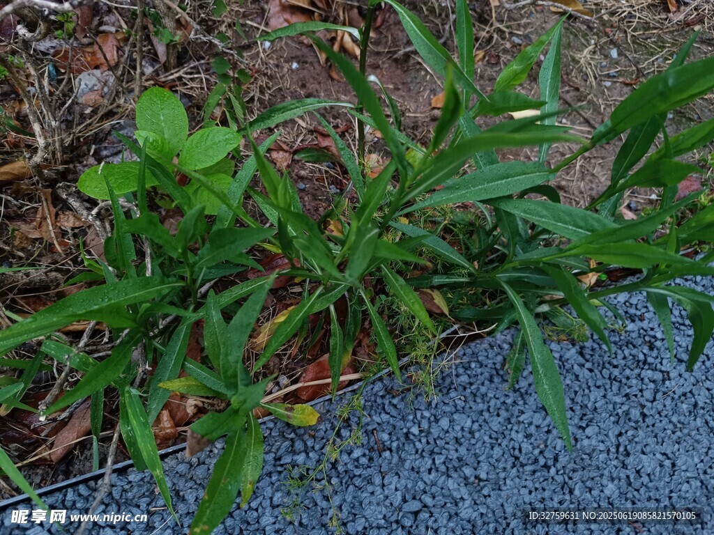 路邊生長的綠色植物