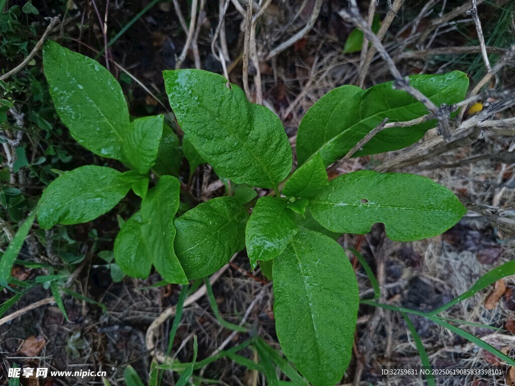 野外生長的綠色植物
