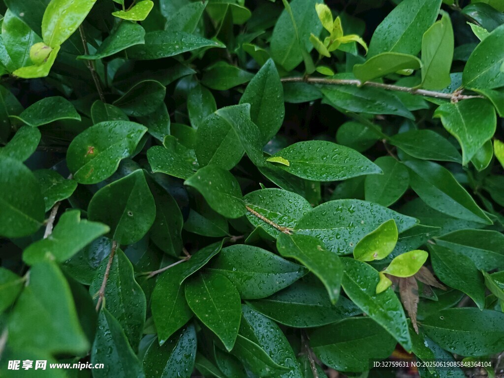 翠綠繁茂的植物葉片
