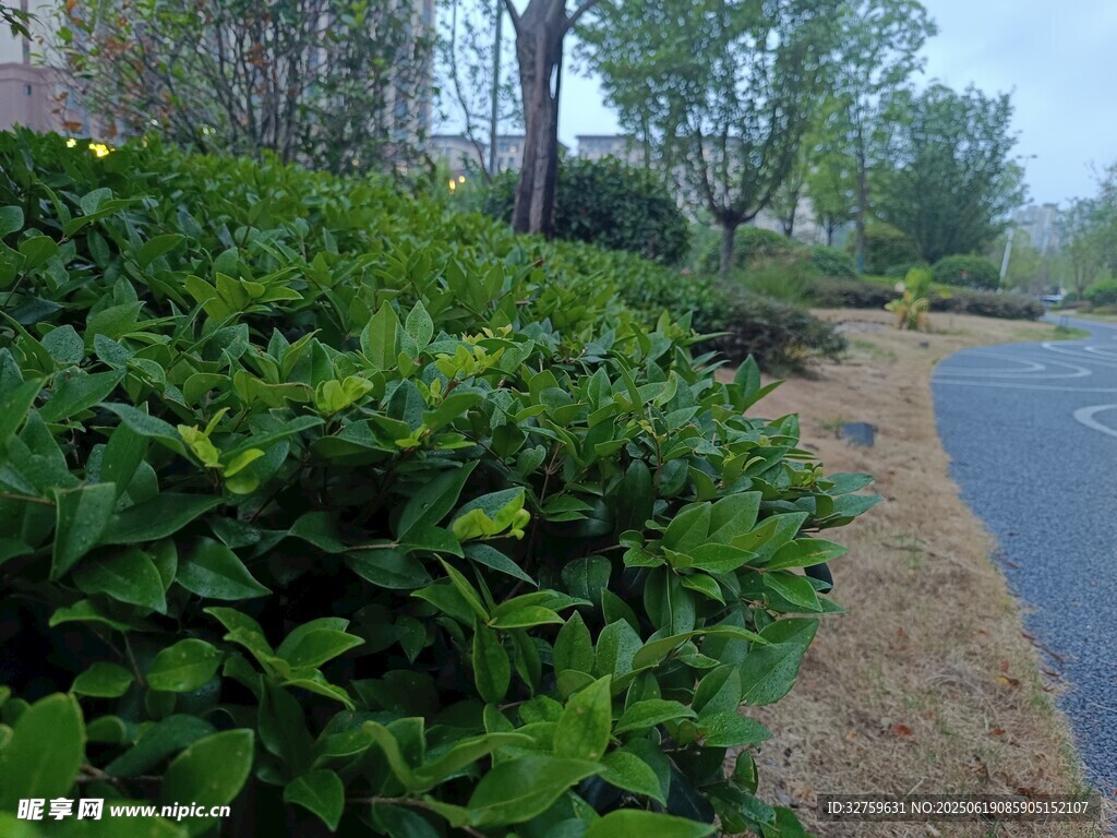 路邊綠植景觀