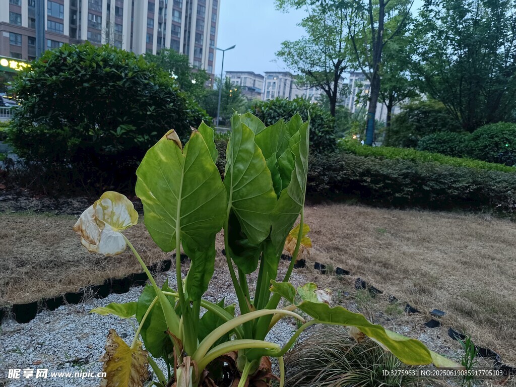 戶外綠植景觀