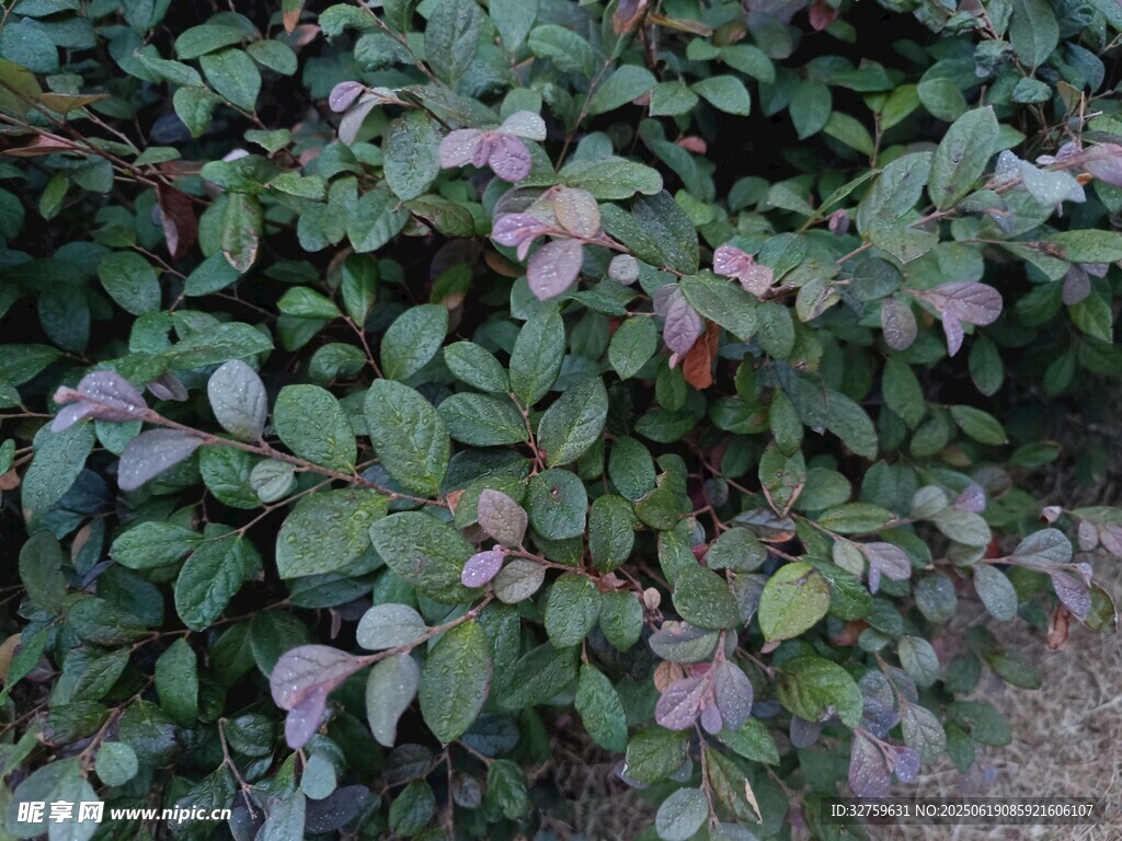 綠葉間的粉色小花