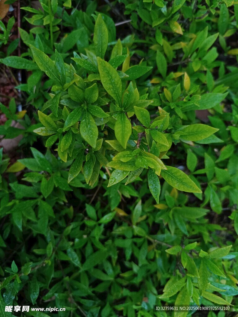 翠綠繁茂的植物葉片
