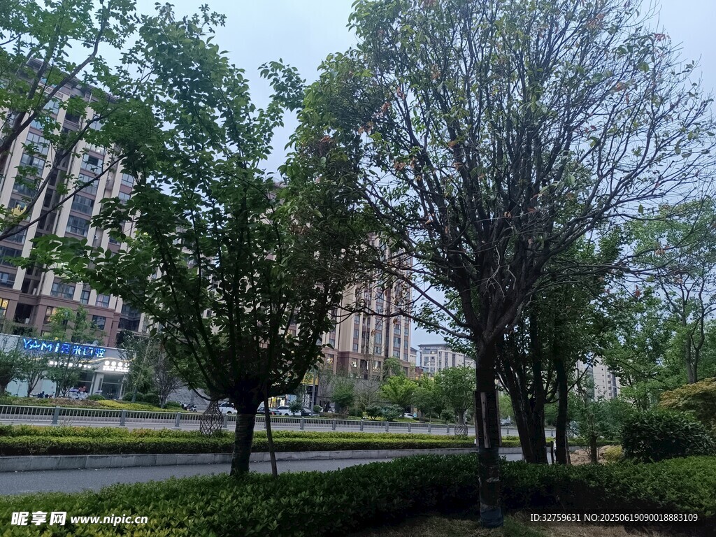 城市中的綠樹與建筑景觀