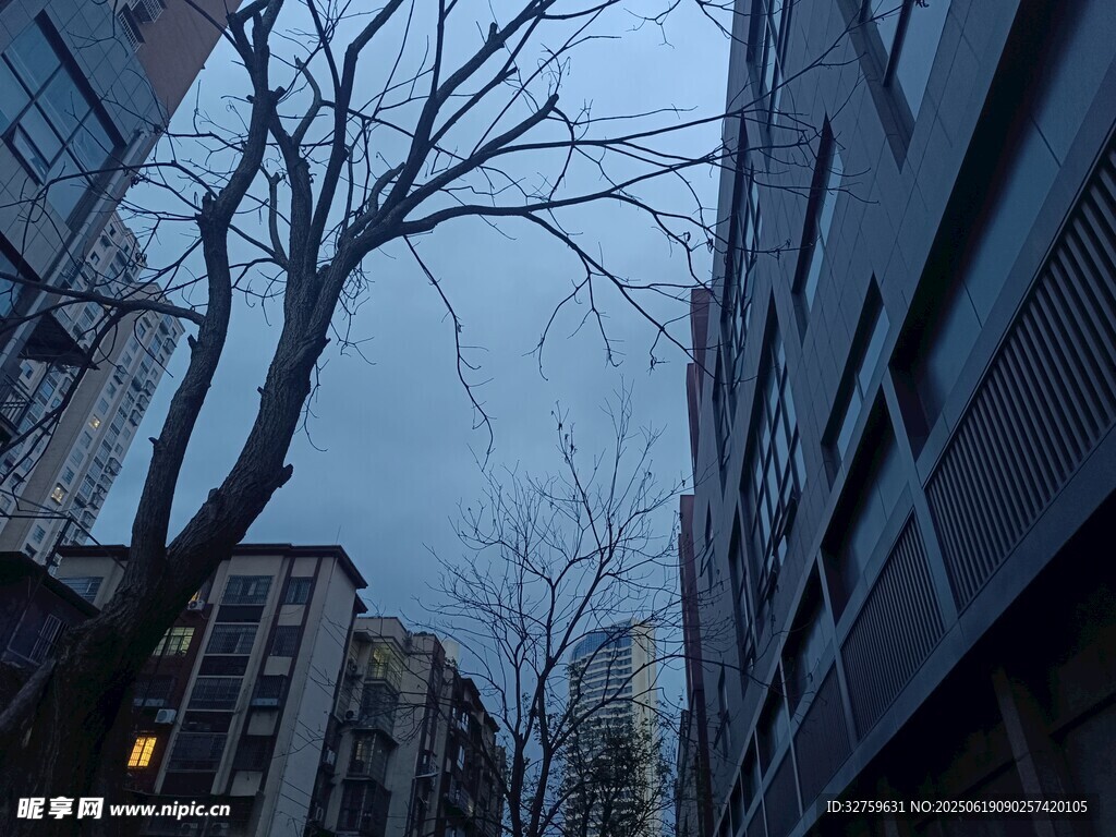 城市樓宇間的光禿樹枝