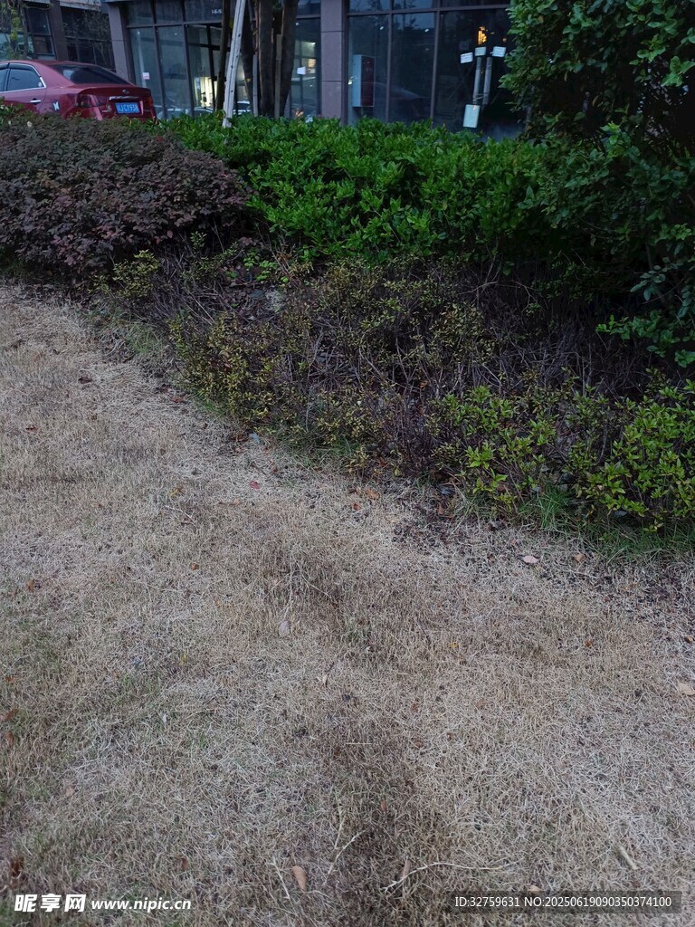 戶外草地與綠植景觀