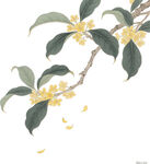 枝頭桂花綻放花瓣飄落