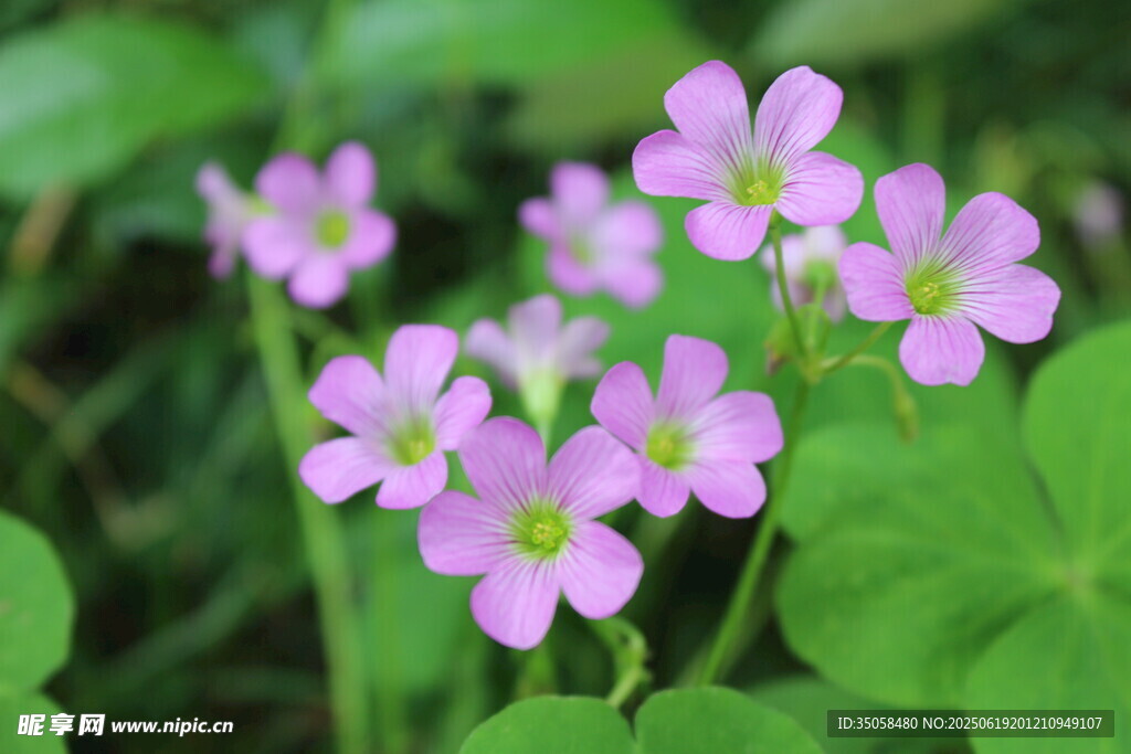 紫花酢漿草  