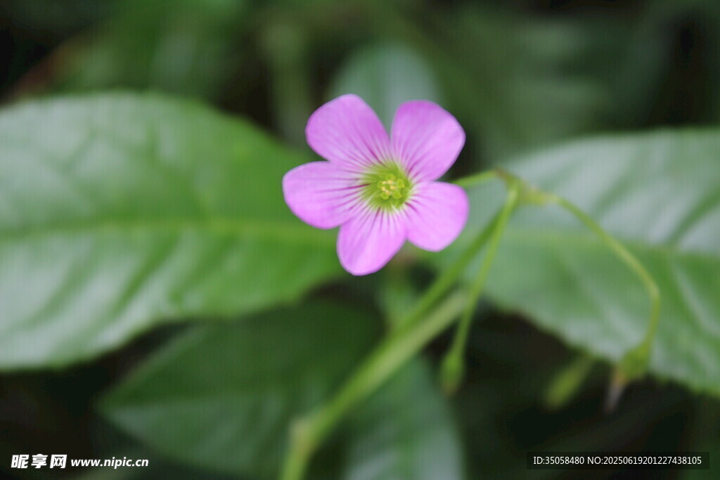 紫花酢漿草  