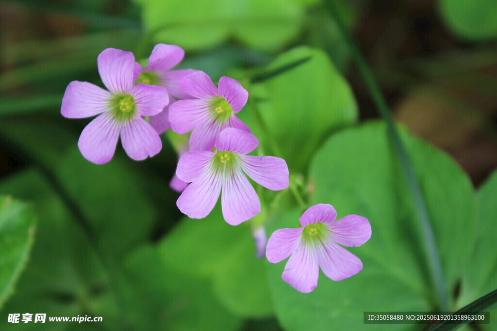 紫花酢漿草 