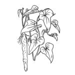 手繪山藥線描