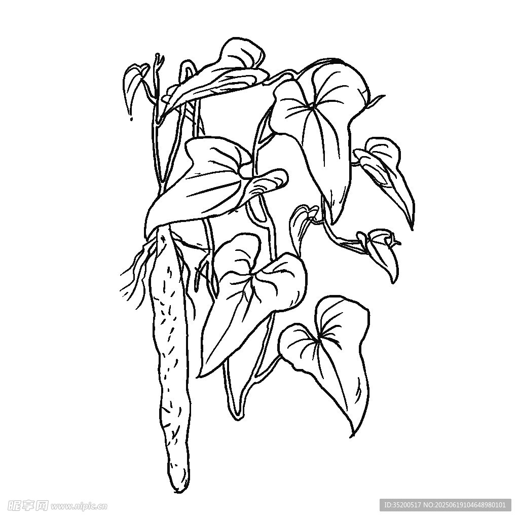 手繪山藥線描