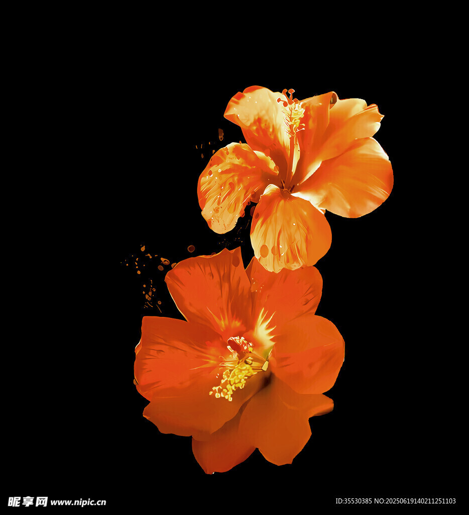 兩朵橙紅色嬌艷花朵