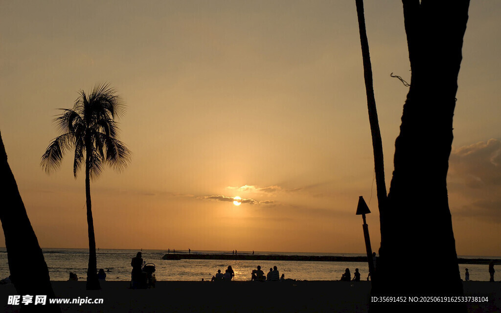 夕陽下的海邊棕櫚樹美景