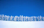 雪覆松林藍天映襯美景