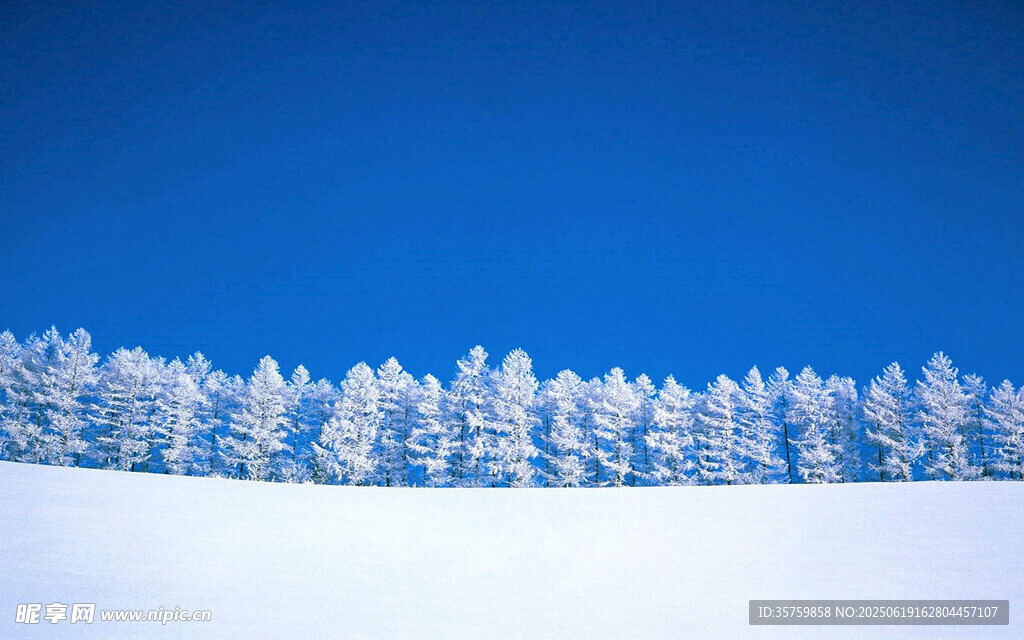 雪覆松林藍天映襯美景