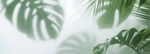 霧氣磨砂膜效果綠植貼圖