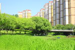 城市綠地旁的高樓景觀