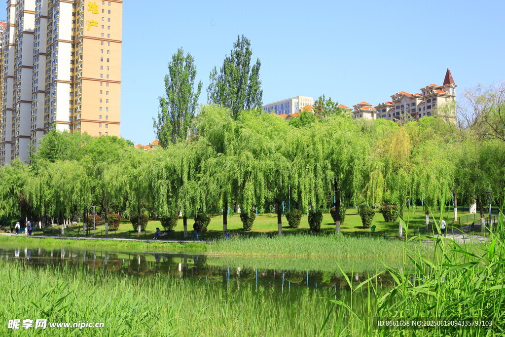 城市河畔垂柳綠樹(shù)美景