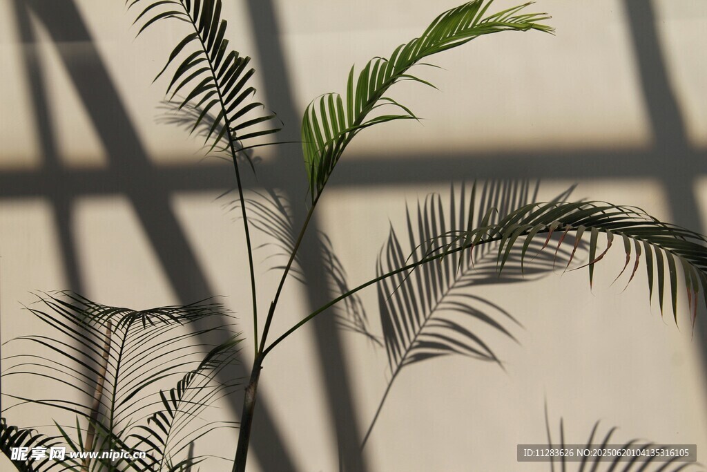 窗邊綠植光影之美