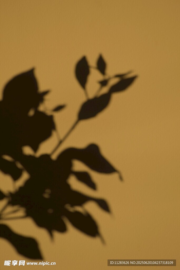 夕陽下的枝葉剪影