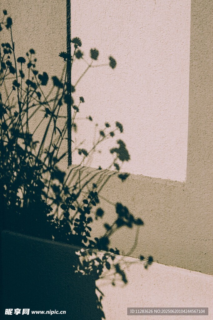 綠植光影