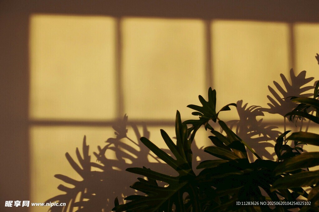 窗下綠植映著溫暖光影