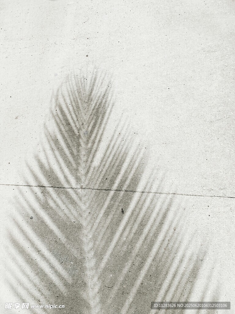 灰白葉片紋理特寫