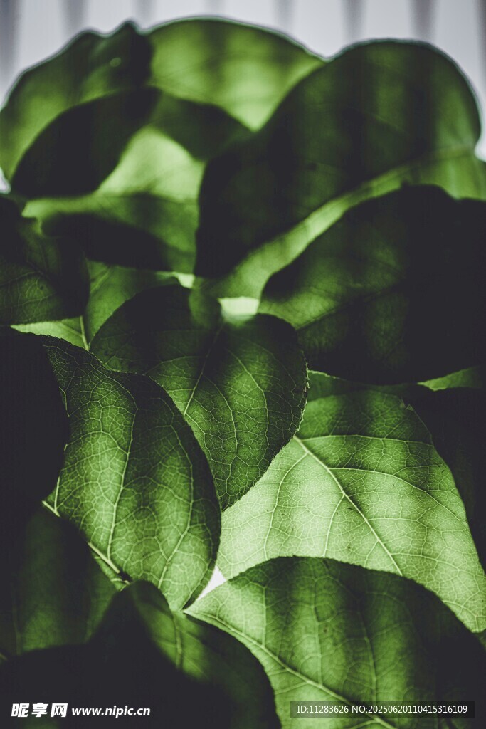 翠綠葉片特寫
