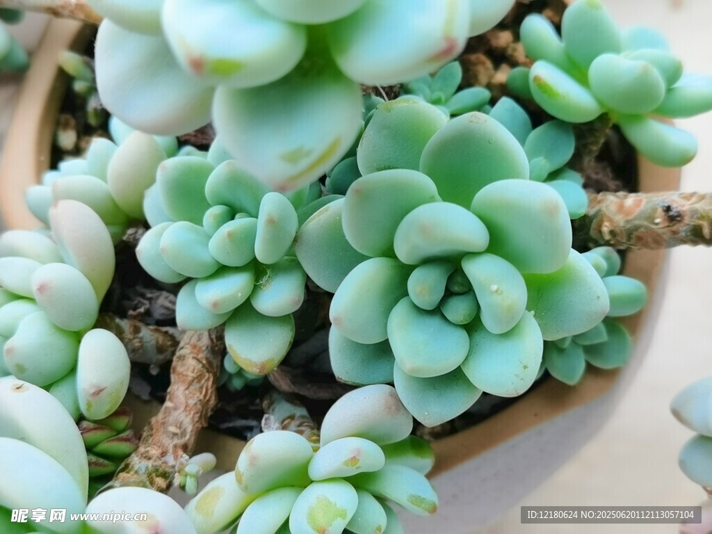 多肉 勞爾