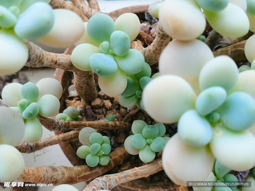 多肉 桃兒