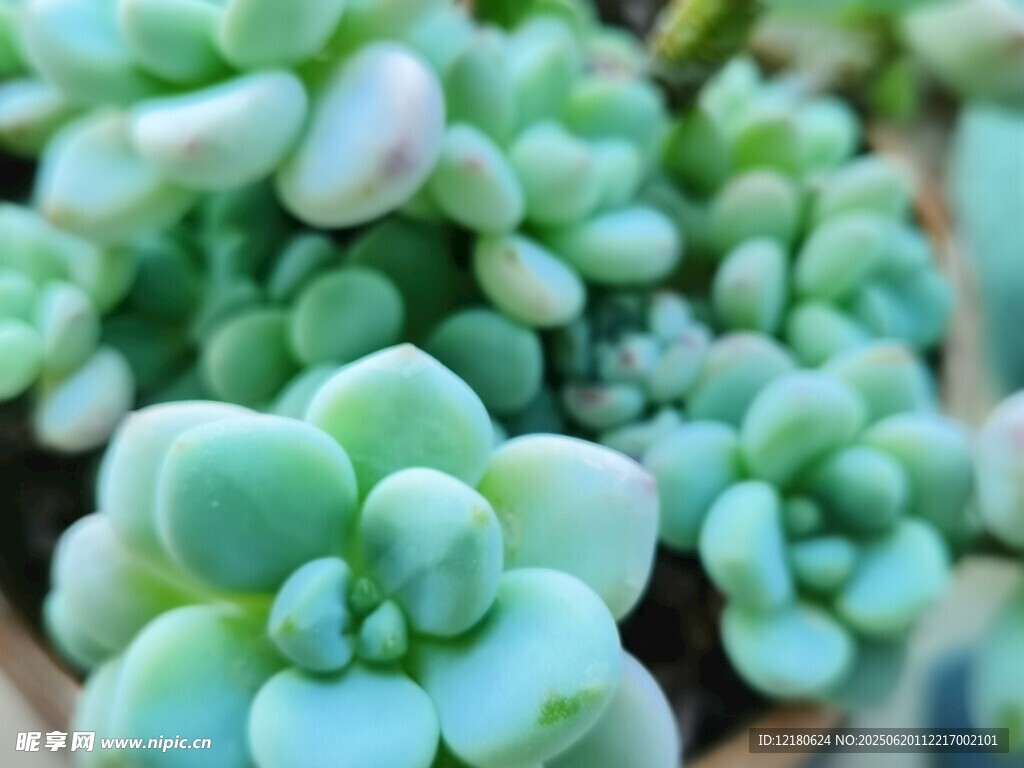 多肉