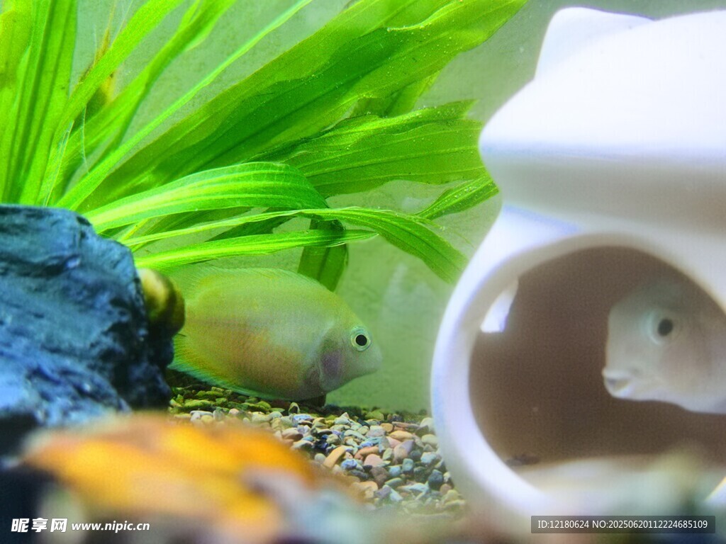 迷你鸚鵡魚