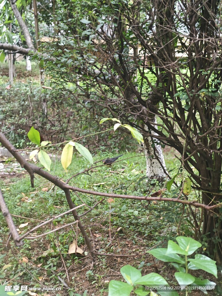 林間繁茂植物景象